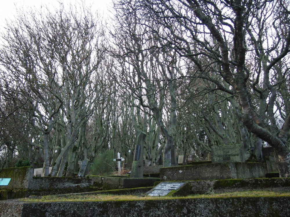 There are many trees in Hólavallagarður