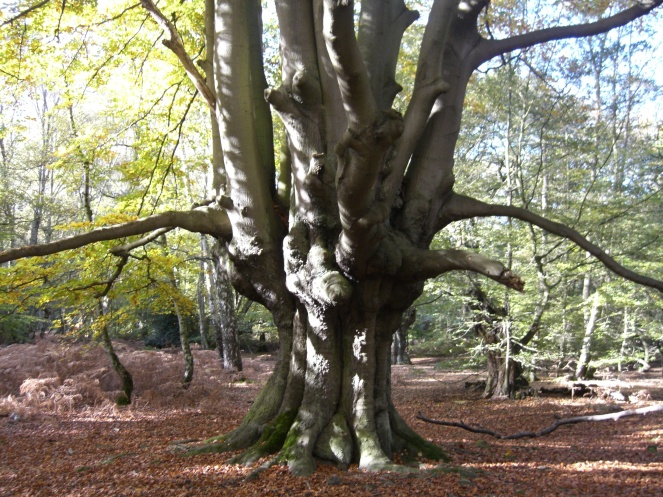 A pollarded tree in Epping Forest, Essex (image from Wikimedia Commons)