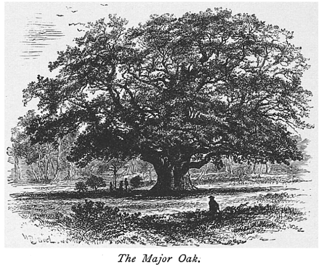 Engraving of the Major Oak from The Art Journal, 1876, before supports were added to the tree's branches