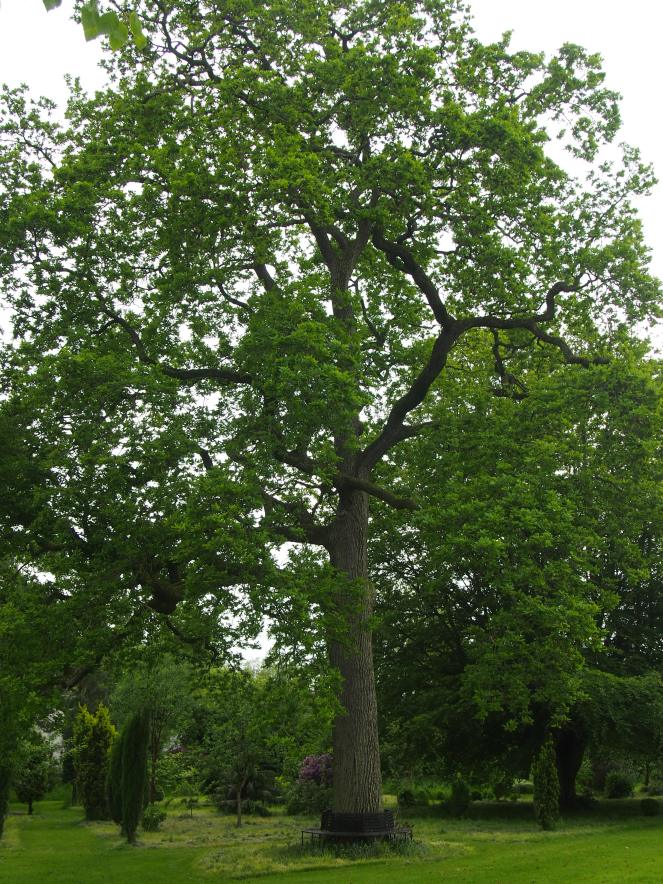 Lingard's oak